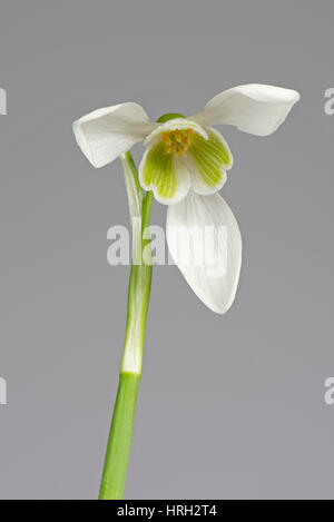 Einzelne Schneeglöckchen, Galanthus Nivalis, weiße und grüne Feder Blume mit drei äußeren Blütenblätter und inneren corolla Stockfoto