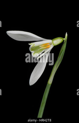 Abschnitt von Schneeglöckchen, Galanthus Nivalis, Blüte weiß und grün mit drei äußeren Blütenblätter, Corolla, Eierstock, Staubbeutel, Staubblätter und Eizellen Stockfoto