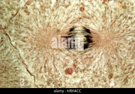 Felchen Zellen in Anaphase, LM Stockfoto