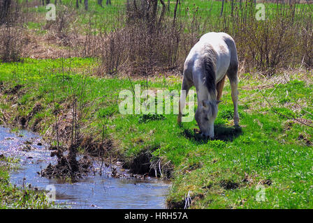 Pferde weiden auf den Matese Plateau, Kampanien, Italien. Stockfoto