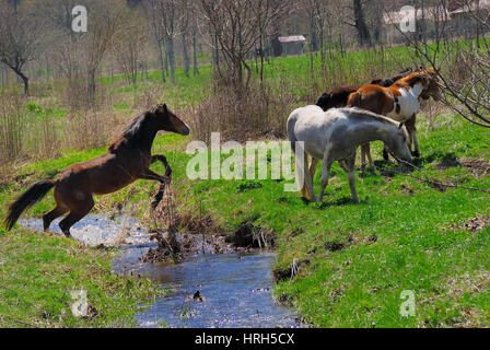 Pferde weiden auf den Matese Plateau, Kampanien, Italien. Stockfoto