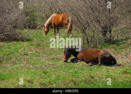 Pferde weiden auf den Matese Plateau, Kampanien, Italien. Stockfoto