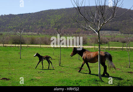 Pferde weiden auf den Matese Plateau, Kampanien, Italien. Stockfoto