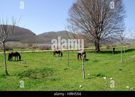 Pferde weiden auf den Matese Plateau, Kampanien, Italien. Stockfoto