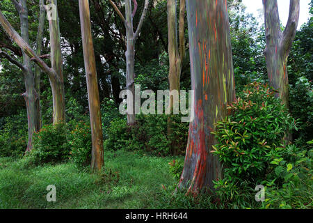 Regenbogen Bäume, Maui, Hawaii Stockfoto