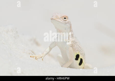 Bleached Earless Lizard, White Sands National Monument, New Mexico, USA. Stockfoto