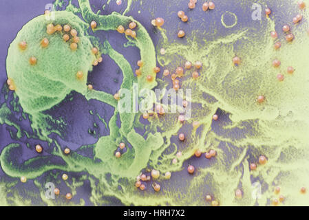 AIDS-Viren Stockfoto