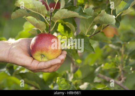 Apfelernte - Apfelernte Stockfoto