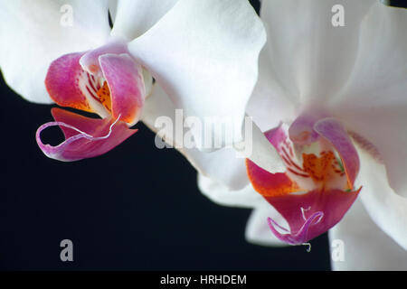 Orchidee Stockfoto