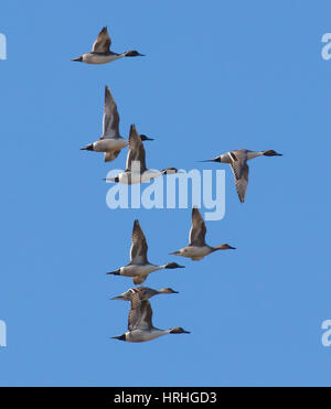 Gruppe der nördlichen Pintail Enten (Anas Acuta) im Flug Stockfoto