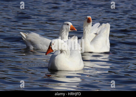 Drei weiße Gänse schwimmen auf dem Teich Stockfoto