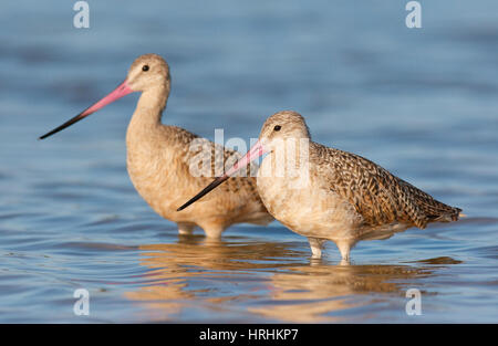 Paar marmorierte Uferschnepfe, Limosa Fedoa,, im seichten Wasser stehen Stockfoto