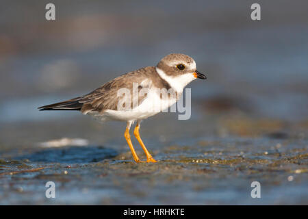 Semipalmated Regenpfeifer, Charadrius Semipalmatus gehen auf dunklen grauen Strandsand Stockfoto