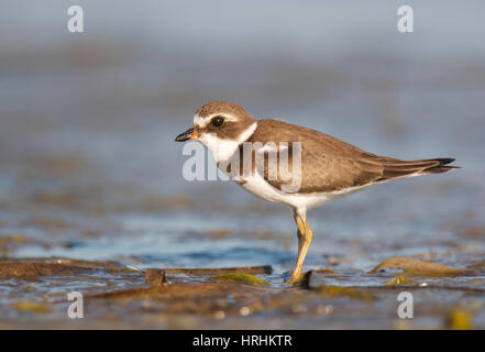 Semipalmated Regenpfeifer Charadrius Semipalmatus auf dunklen grauen Strandsand Stockfoto