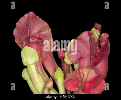 Sarracenia Leucophylla, insektenfressende Trompete Kannenpflanze mit lebendigen tiefrote Kannen & kleinere Licht grün jüngeren auf dunklem Hintergrund Stockfoto