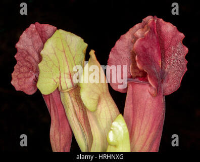 Sarracenia Leucophylla, insektenfressende Trompete Kannenpflanze mit lebendigen tiefrote Kannen & kleinere Licht grün jüngeren auf dunklem Hintergrund Stockfoto