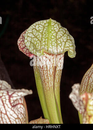 Sarracenia Leucophylla, insektenfressende Trompete Kannenpflanze mit attraktiven weißen Kannen mit dekorativen roten Adern auf dunklem Hintergrund Stockfoto