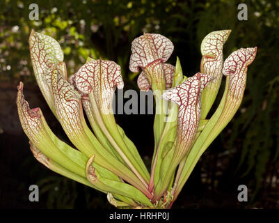 Sarracenia Leucophylla, insektenfressende Trompete Kannenpflanze mit attraktiven weißen Kannen mit dekorativen roten Adern auf dunklem Hintergrund Stockfoto