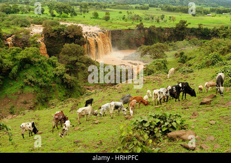 Wasserfall auf der Blaue Nil fließt vom See Tana in Äthiopien Stockfoto