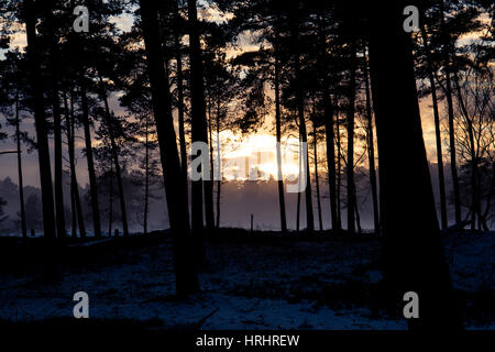 Sonnenuntergang hinter den Bäumen im Nationalpark Hoge Veluwe, Niederlande Stockfoto