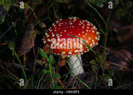 Nahaufnahme eines Pilzes Fliegenpilz (Amanita Muscaria) mit schöner Beleuchtung Stockfoto