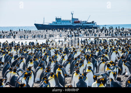 Riesige König Pinguinkolonie (Aptenodytes Patagonicus) und eine Kreuzfahrt Schiff, Salisbury Plain, Südgeorgien, Antarktis, Polarregionen Stockfoto