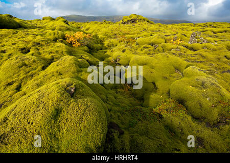 Landschaft von Lava bedeckt in Moos, Südisland, Polarregionen Stockfoto