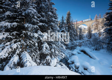 Rhätische Bahn auf Chapella Viadukt umgeben von verschneiten Wäldern, Kanton Graubünden, Engadin, Schweiz Stockfoto