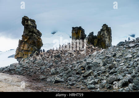 Pinguine unter dramatischen rock-Formationen, Half Moon Bay, Süd-Sheltand-Inseln, Antarktis, Polarregionen Stockfoto