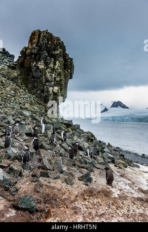 Pinguine unter dramatischen rock-Formationen, Half Moon Bay, South Sheltand Inseln, Antarktis Stockfoto