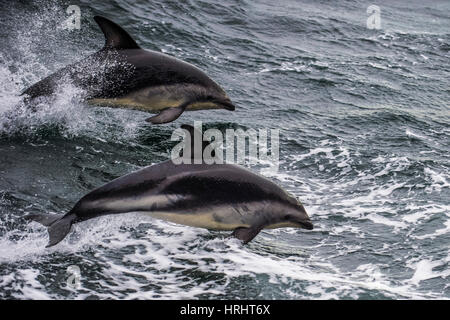 Dusky Dolphin (Lagenorhynchus Obscurus) springen, Beagle-Kanal, Feuerland, Argentinien Stockfoto