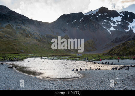 Antarktischen Seebären (Arctocephalus Gazella), Ocean Harbour, Südgeorgien, Antarktis, Polarregionen Stockfoto