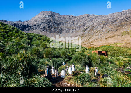 Gentoo Penguin (Pygoscelis Papua) Kolonie, Godthul, South Georgia, Antarktis, Polarregionen Stockfoto