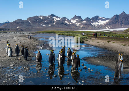 König Penguins (Aptenodytes Patagonicus), Salisbury Plain, Südgeorgien, Antarktis, Polarregionen Stockfoto