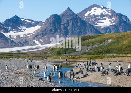 Königspinguine (Aptenodytes Patagonicus) in der schönen Landschaft, Salisbury Plain, Südgeorgien, Antarktis Stockfoto