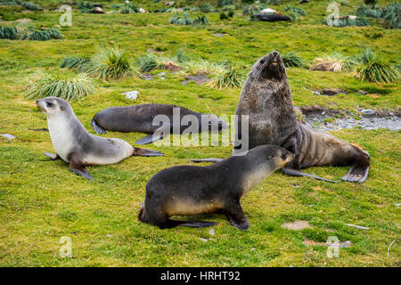 Antarktischen Seebären (Arctocephalus Gazella), Grytviken, Südgeorgien, Antarktis Stockfoto