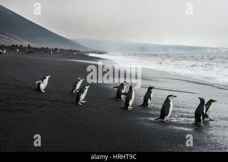 Penguin-Gruppe Zügelpinguinen (Pygoscelis Antarctica), Saunders Island, Süd-Sandwich-Inseln, Antarktis, Polarregionen Stockfoto
