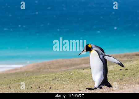 Erwachsenen König Pinguin (Aptenodytes Patagonicus) auf den grasbewachsenen hängen von Saunders Island, Falkland-Inseln Stockfoto