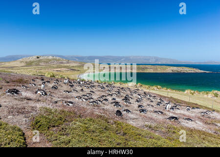 Gentoo Penguin (Pygoscelis Papua) Brutkolonie auf der Piste der Karkasse Insel, Falkland-Inseln Stockfoto