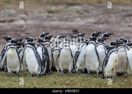 Magellan-Pinguin (Spheniscus Magellanicus) Brutkolonie auf der Karkasse Insel, Falkland-Inseln Stockfoto