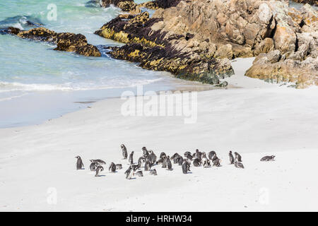 Erwachsenen Magellan-Pinguine (Spheniscus Magellanicus) am Strand von Gypsy Cove, East Island, Falkland-Inseln Stockfoto