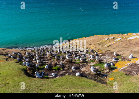 Black-browed Albatross (Thalassarche Melanophris) Brutkolonie auf Saunders Island, Falkland-Inseln Stockfoto