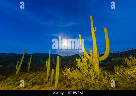 Vollmond am Saguaro Kaktus (Carnegiea Gigantea), Sweetwater bewahren, Tucson, Arizona, Vereinigte Staaten von Amerika, Nordamerika Stockfoto