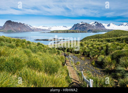 Gehweg auf Prion Island, Südgeorgien, Antarktis, Polarregionen Stockfoto