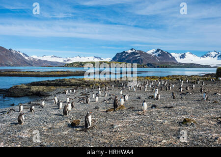 Gentoo Penguins (Pygoscelis Papua) Kolonie, Prion Island, South Georgia, Antarktis, Polarregionen Stockfoto