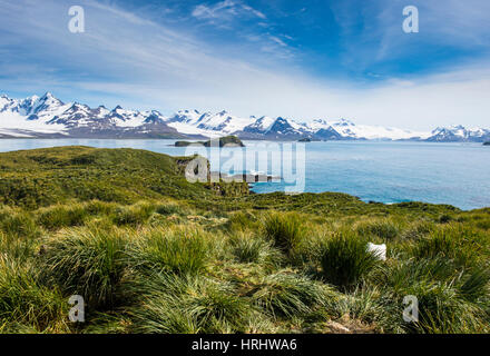 Blick über Prion Island, Südgeorgien, Antarktis, Polarregionen Stockfoto