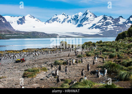 Gentoo Penguin (Pygoscelis Papua) Kolonie, Prion Island, South Georgia, Antarktis, Polarregionen Stockfoto
