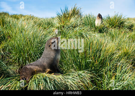 Young antarktische Seebär (Arctocephalus Gazella), Prion Island, Südgeorgien, Antarktis, Polarregionen Stockfoto