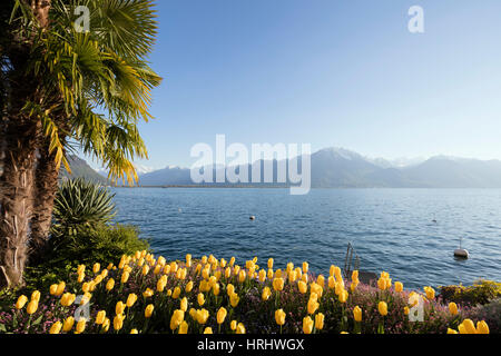 Frühling Tulpen, Genfer See (Lac Léman), Montreux, Vaud, Schweiz Stockfoto