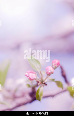 Baum Blüten Stockfoto